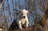 BOULEDOGUE AMERICAIN 195